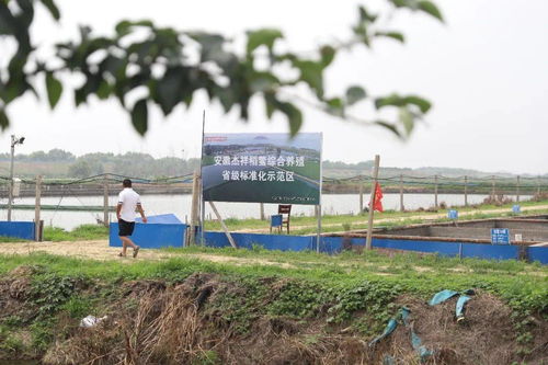 疫情期间,自掏腰包70万建养殖尾水处理系统 他的生态甲鱼,养殖周期长达4年,市场供不应求,低于80元 斤要不到货 水产