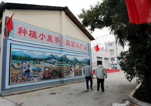 产品远销海内外,玉龙这家企业带动上万户村民发展魔芋产业